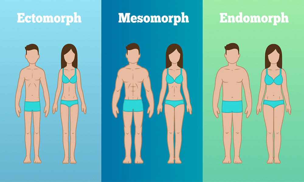 lichaamstype Ectomorph, Mesomorph, Endomorph