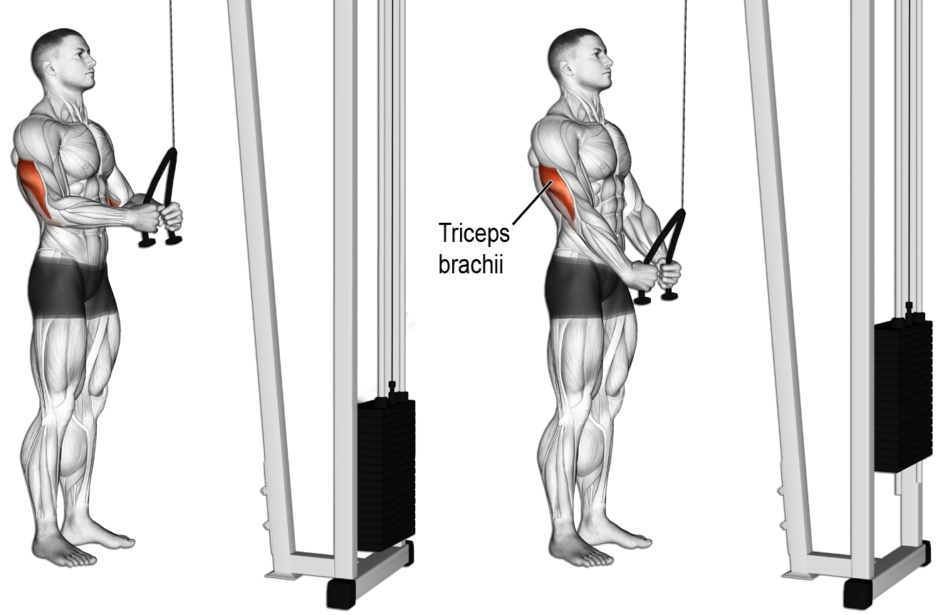 MuscleForge® Ergonomische tricepstouw, tricepsgreep touw voor latpull, kabelzug, krachtstation, handgreep voor triceps training in de sportschool of thuis MuscleForge® Ergonomische tricepstouw, tricepsgreep touw voor latpull, kabelzug, krachtstation, handgreep voor triceps training in de sportschool of thuis